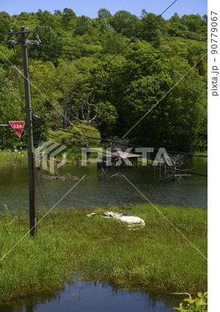 洞爺 西山山麓火口(西新山沼に沈んだ白い車) 洞爺 西山山麓火口(西新山沼に沈んだ白い車) 90779067