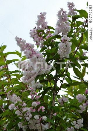 サラサウツギ （更紗空木） 90779292