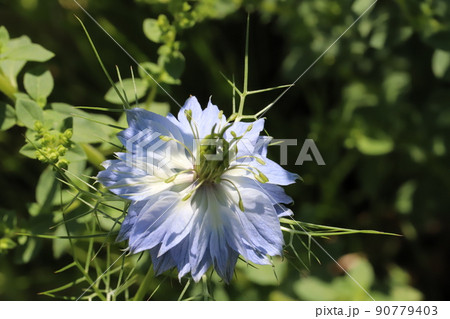 春の日本の庭に咲く白と水色の複色のニゲラの花 春の日本の庭に咲く白と水色の複色のニゲラの花 90779403