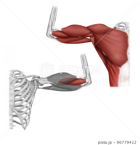 解剖学 医学 イラスト 90779412