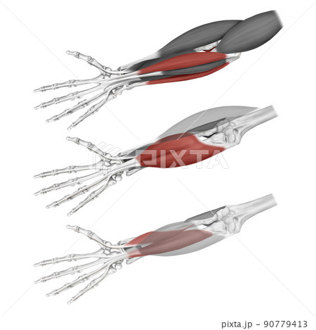 解剖学 医学 イラスト 90779413