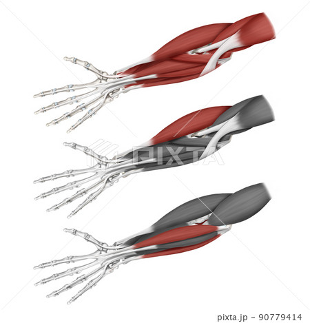 解剖学 医学 イラスト 90779414