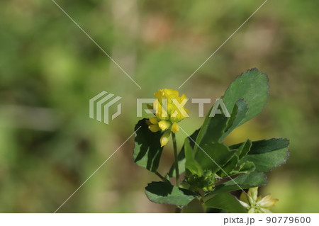 春の日本の野原に咲く黄色いコメツブツメクサの花 90779600
