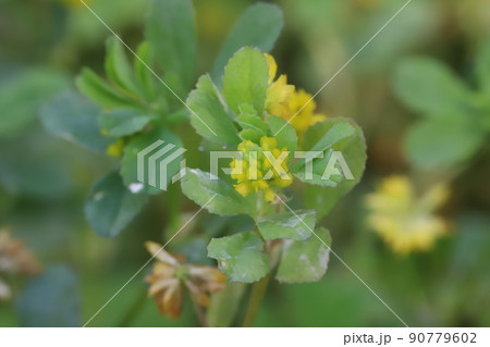 春の日本の野原に咲く黄色いコメツブツメクサの花 90779602