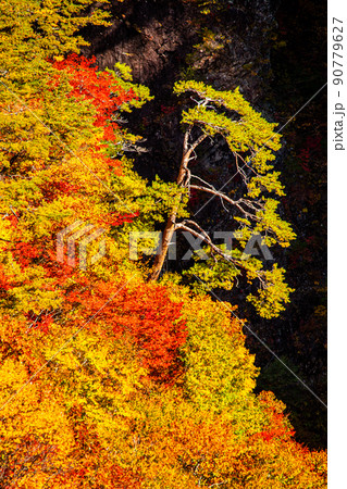 【栃木県・日光】紅葉の瀬戸合峡 渡らっしゃい吊橋 10月 晴 90779627
