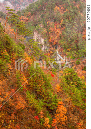 【栃木県・日光】紅葉の瀬戸合峡 渡らっしゃい吊橋 10月 雨上がり 90779891