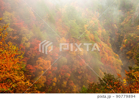 【栃木県・日光】紅葉の瀬戸合峡 渡らっしゃい吊橋 10月 雨上がり 90779894