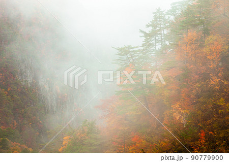 【栃木県・日光】紅葉の瀬戸合峡 渡らっしゃい吊橋 10月 雨上がり 【栃木県・日光】紅葉の瀬戸合峡 渡らっしゃい吊橋 10月 雨上がり 90779900