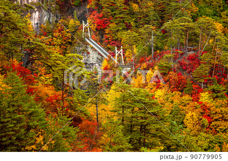 【栃木県・日光】紅葉の瀬戸合峡 渡らっしゃい吊橋 10月 雨上がり 90779905
