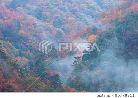 【栃木県・日光】紅葉の瀬戸合峡 渡らっしゃい吊橋 10月 雨上がり 90779911