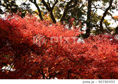 秋の風景 紅葉 秋の風景 紅葉 90780493