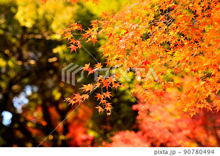 秋の風景 紅葉の写真素材 [90780494] - PIXTA