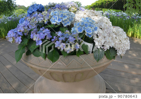 紫陽花の花 90780643