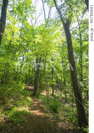 新緑の狭山丘陵内にある狭山緑地の林 90780681