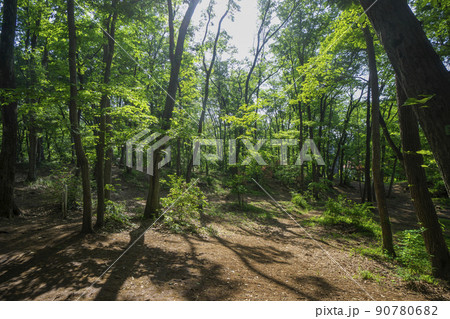 新緑の狭山丘陵内にある狭山緑地の林 90780682