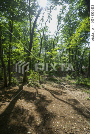 新緑の狭山丘陵内にある狭山緑地の林 90780683