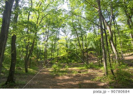 新緑の狭山丘陵内にある狭山緑地の林 90780684