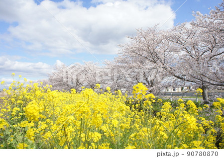 菜の花と桜 菜の花と桜 90780870