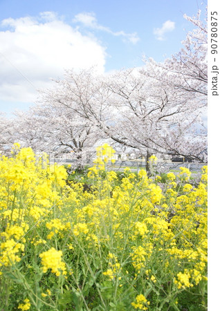 菜の花と桜 90780875