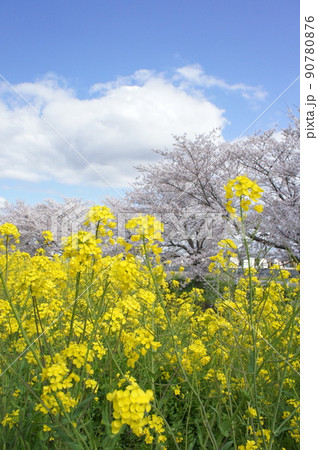 菜の花と桜 90780876