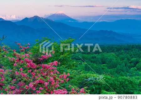 （山梨県）ツツジ咲く清里の美し森　富士山遠望　夕景 90780883