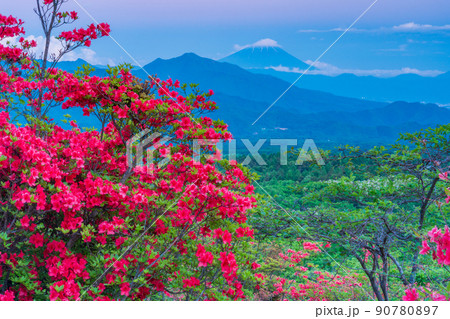 （山梨県）ツツジ咲く清里の美し森　富士山遠望　夕景 90780897