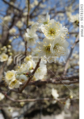 梅の花 梅の花 90781043
