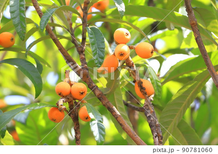 収穫期を迎えた枇杷（ビワ）の実 90781060