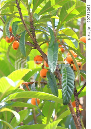 収穫期を迎えた枇杷(ビワ)の実 収穫期を迎えた枇杷(ビワ)の実 90781061