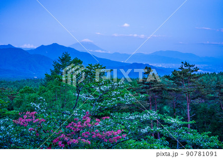 （山梨県）ツツジとズミ咲く、美し森　富士山遠望　夕景 90781091
