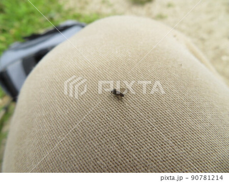 纏わり付いてくるブユの仲間 90781214