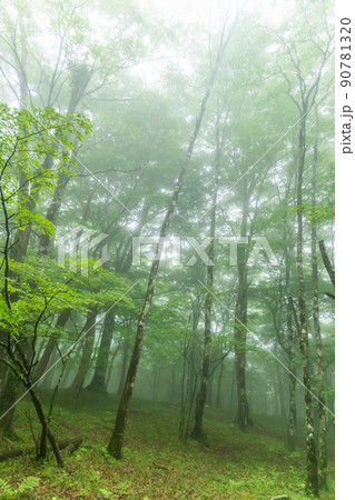 霧の新緑の森　Photo of foggy fresh green forest 90781320