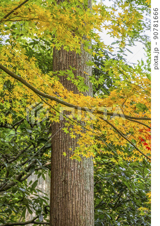 日本の秋　紅葉 90781666