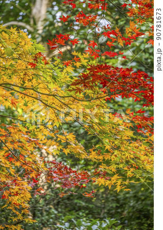 日本の秋　紅葉 90781673