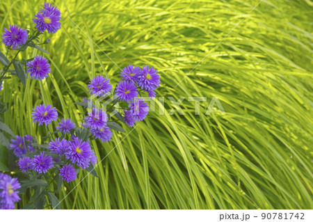 クジャクアスター クジャクアスター 90781742