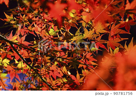 日本の秋 紅葉 日本の秋 紅葉 90781756
