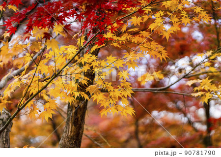 日本の秋 紅葉 日本の秋 紅葉 90781790