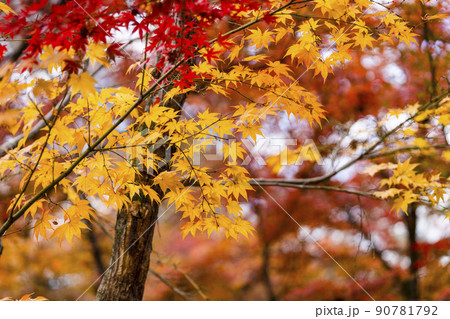 日本の秋　紅葉 90781792