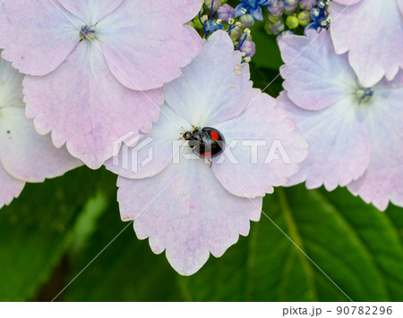 アジサイの花にテントウムシ アジサイの花にテントウムシ 90782296