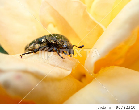バラの花にコガネムシ バラの花にコガネムシ 90782310