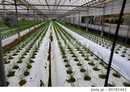 ニラのハウス栽培 90782462