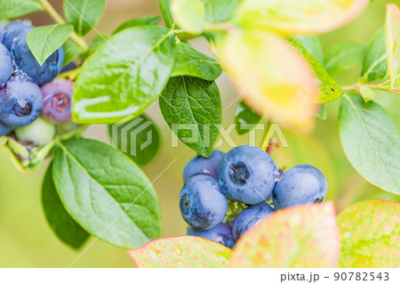 もうすぐ食べ頃、ブルーベリー もうすぐ食べ頃、ブルーベリー 90782543