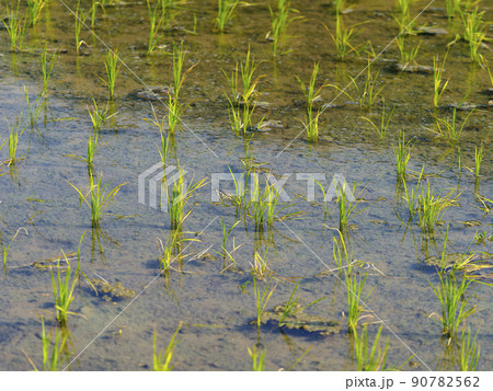 苗が植えられた水田の風景 90782562