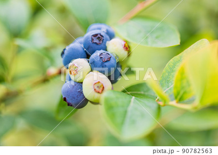 もうすぐ食べ頃、ブルーベリー 90782563