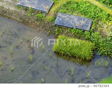 苗が植えられた水田の風景 90782564