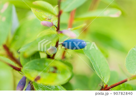 色付いた、ハスカップの実 90782840