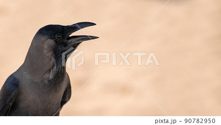 Black bird jackdaw or raven with open beak Black bird in the nature habitat. black bird with an open beak on a blurred neutral beige background. copy space Black bird jackdaw or raven with open beak Black bird in the nature habitat. black bird with an open beak on a blurred neutral beige background. copy space 90782950