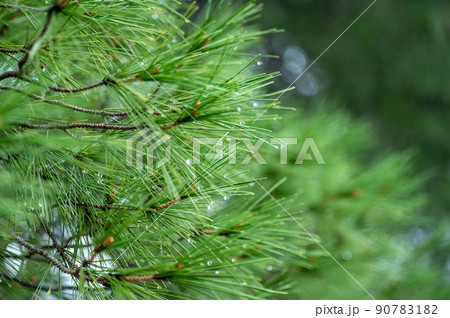 pine branches after rain. wet pine branches after rain close up. Raindrops on a pine needle. Green pine needles with water drops 90783182