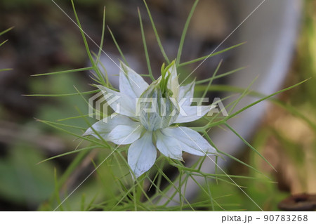 春の日本の庭に咲く白地に青い模様の入ったニゲラの花 春の日本の庭に咲く白地に青い模様の入ったニゲラの花 90783268