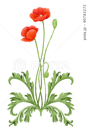 赤いポピーの花のイラスト素材